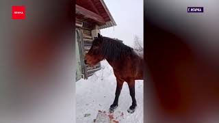 Замерзающего в Игарке коня по кличке Игого спасут