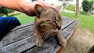 【今週のボツ動画】短い野良猫動画まとめて公開
