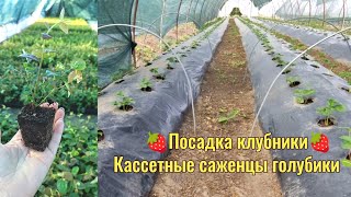 видео: 🍓Заканчиваем и посадку и продажу клубники🍓 Какие саженцы предлагаем на ОСЕНЬ 2024 🌱🌱🌱‼️ картинка: 🍓Заканчиваем и посадку и продажу клубники🍓 Какие саженцы предлагаем на ОСЕНЬ 2024 🌱🌱🌱‼️
