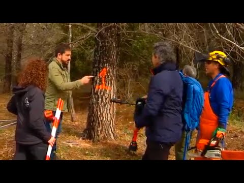 EL PLAN DE CALIDAD DE LA MADERA DE ANDALUCÍA, en Espacio Protegido de Canal Sur