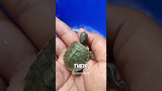 Why turtle attack black objects? #shorts #science
