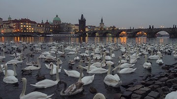 swan videos youtube - swans! swan facts for kids