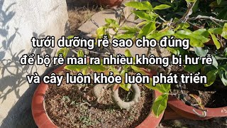 Ngày 23-3ÂL,tưới dưỡng rễ định kỳ,giúp bộ rễ mai mao phát triển cây luôn tốt.