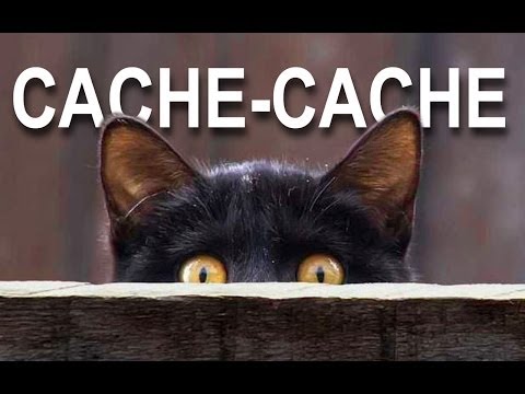 Cache Cache Parole De Chat