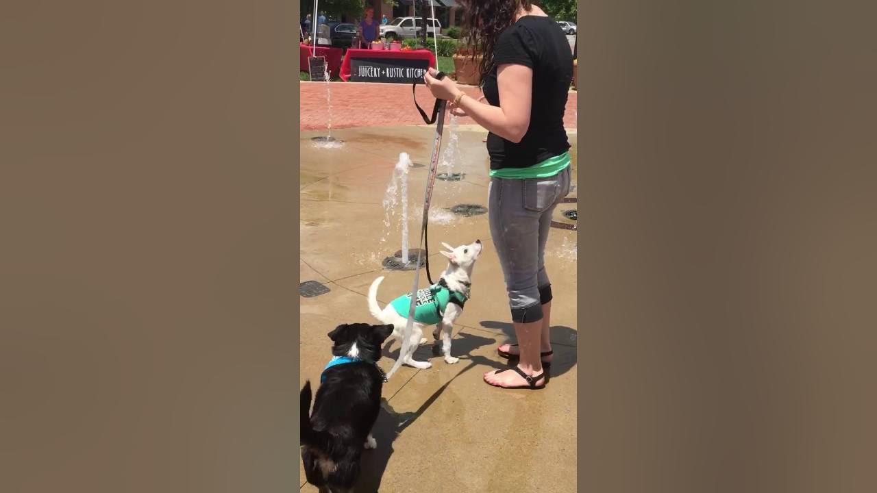 How to get your dog to like water sprinklers! YouTube