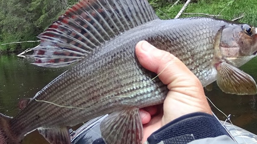 Ангарский хариус. Хариус в лесной речке. Речка мишиха рыбалка на хариус. Хариус летом. Рыбалка на сплетню для начинающих.