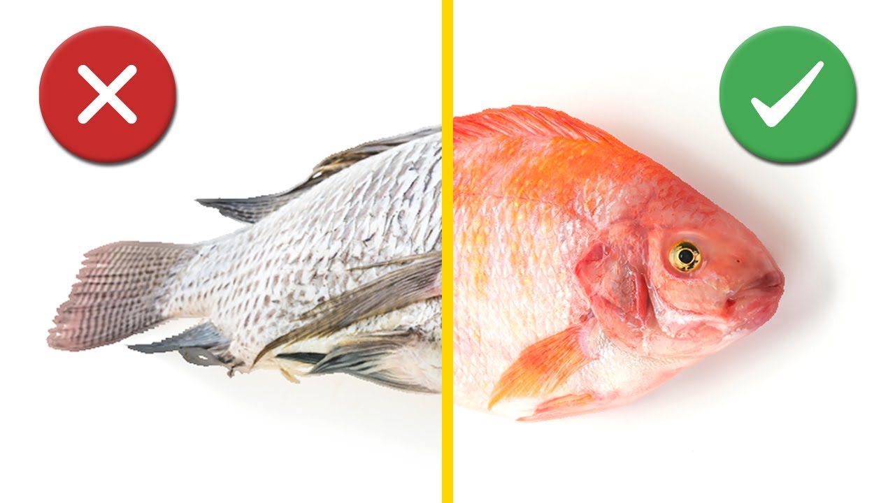Fish Farms EXPOSED: Slowly Killing the World