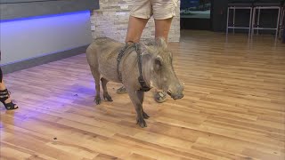 Meet Waylon, the African warthog from Wildlife World Zoo