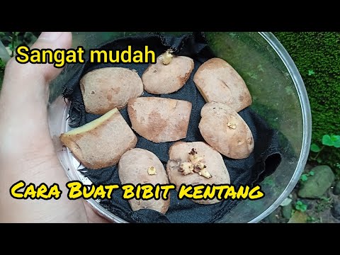 Video: 5 Cara Menanam Tumbuhan