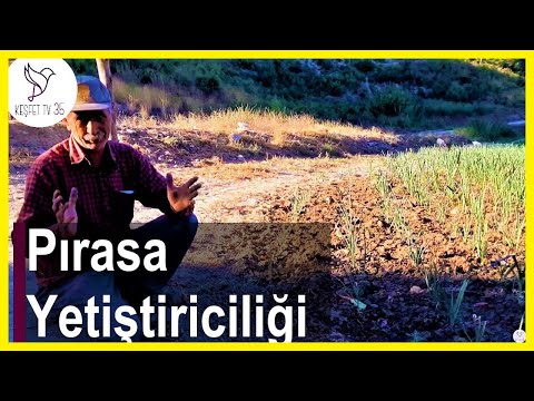 PIRASA YETİŞTİRİCİLİĞİ | PIRASA NASIL EKİLİR? | PIRASA TOHUMU NASIL EKİLİR?