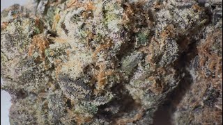 Lemon Crasher Strain Review: StrainAfterStrain