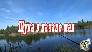 Щука в начале мая  Колебалка рулит