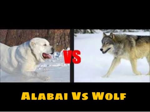 Alabai Vs Kurt !! (Wolf Vs Alabai)!