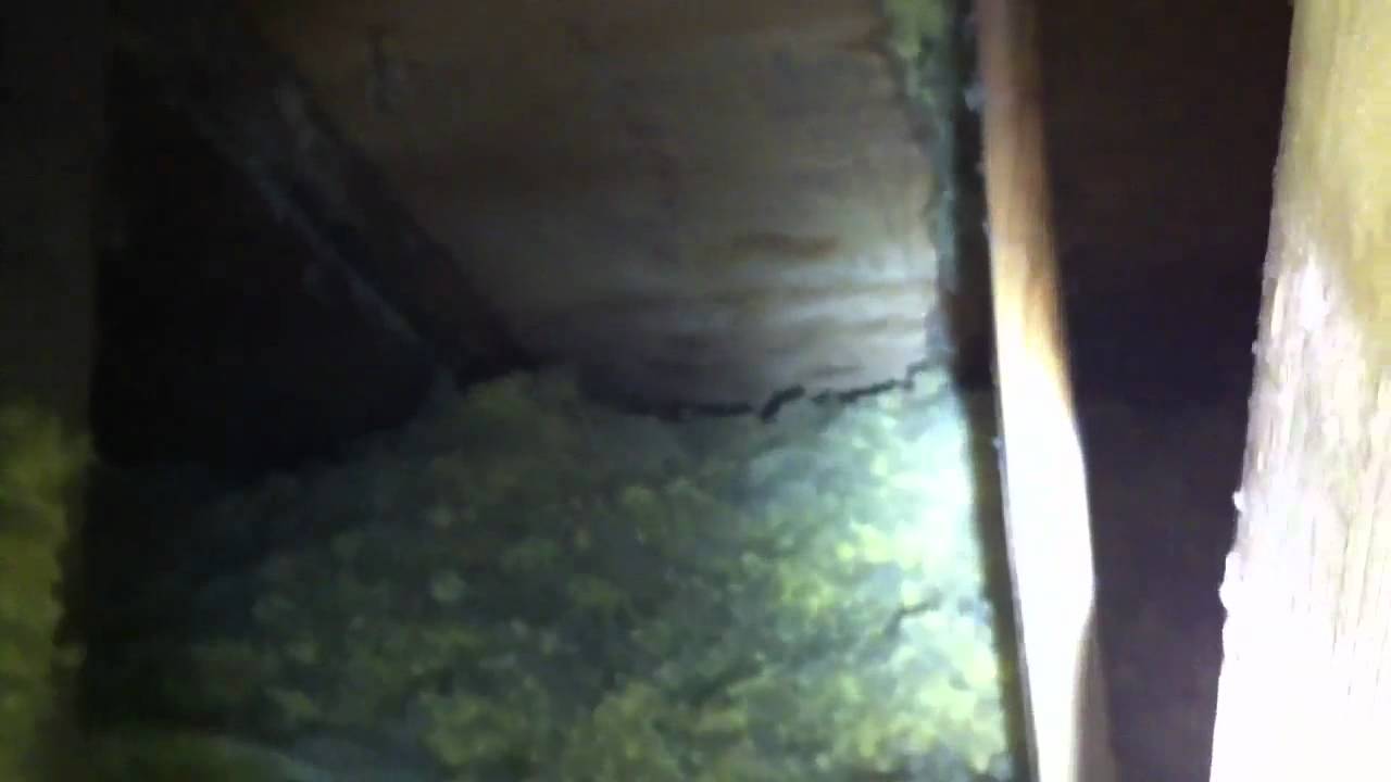 How To Get Rid Of Mice In Your Attic Youtube