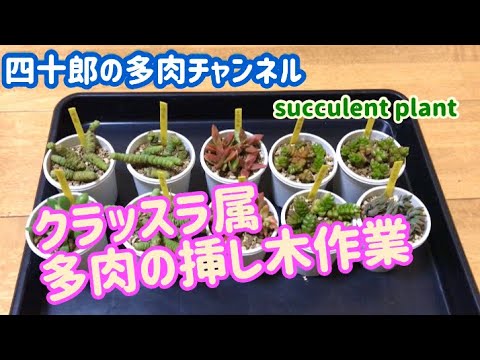 多肉植物 クラッスラ属の挿し木作業です Youtube 多肉植物 クラッスラ属の挿し木作業です Youtube