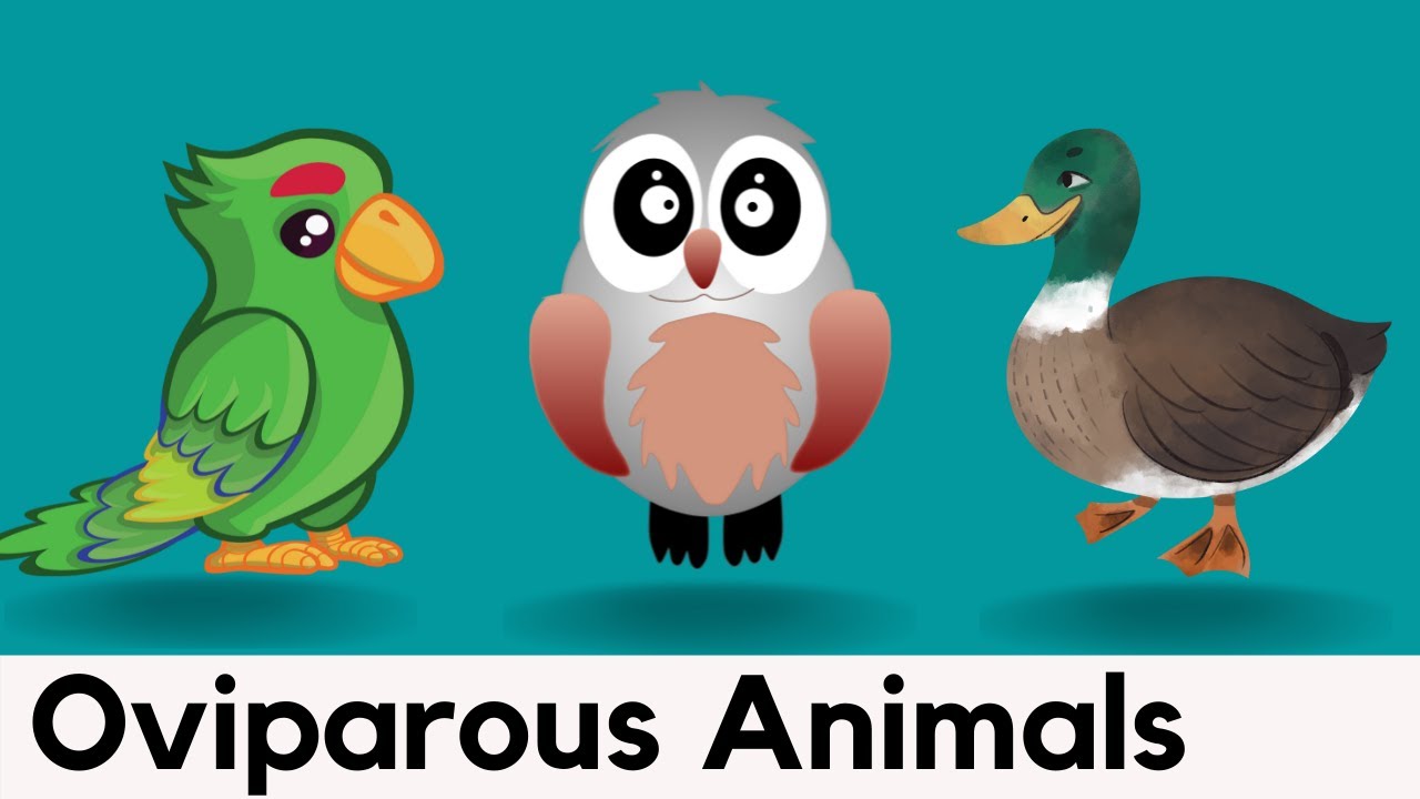 15 Oviparous Animals Name With Spelling | Easy Spelling - YouTube