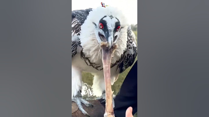 How Vulture Swallows Big Bones 🦴 Whole ? #shorts