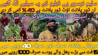 Saleem Nursery (P W D) Pakistan Town Walo Nay Saleay Lga Deya Indoor Outdoor seasonally Plants Sale!
