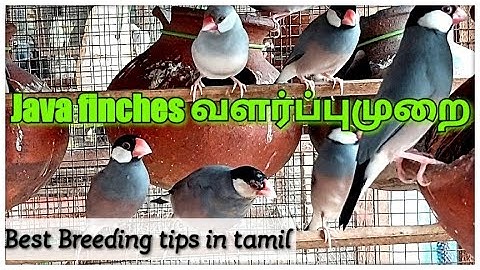 java finches வளர்புமுறை | Java finches breeding tips in tamil | Real Feathers | Vijayakumar