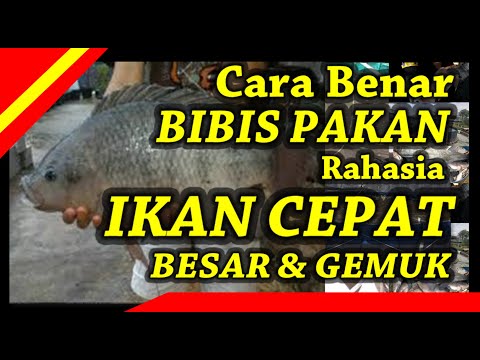 Video: Adakah cj membeli ikan untuk lebih banyak loceng?