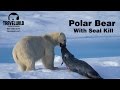 Polar Bear with Seal Kill