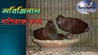 চিকন স্বরের বাশিরাজ ককা কবুতর