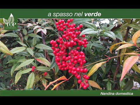 Video: Le bacche di nandina uccideranno gli uccelli?