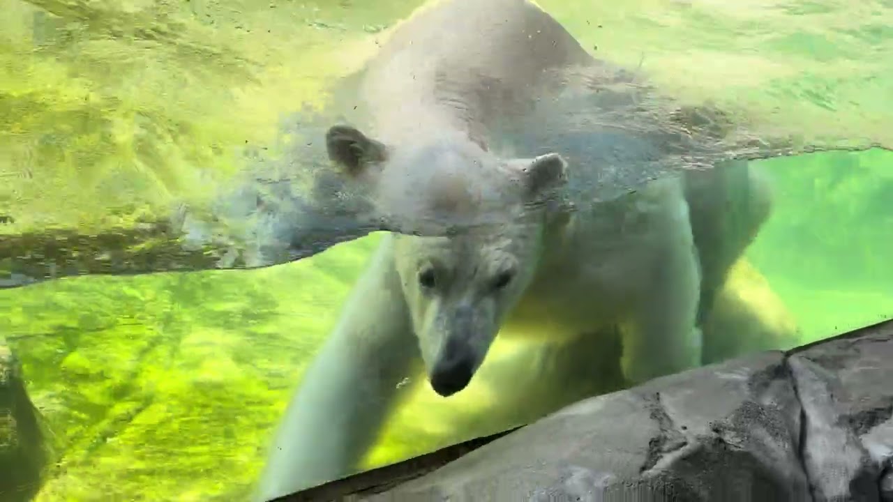 八木山動物公園 ホッキョクグマ 🐻‍❄️うみ🐻‍❄️そら🐻‍❄️ポーラ