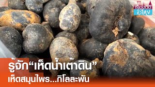 ฮือฮา“เห็ดน้ำเต้าดิน”ขายได้ กก.ละพัน | เรื่องดีดีทั่วไทย | 3667