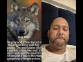 #wolfpack#attraction#animals#theothersideofmakebelieve#wolfdog#duet#jasper#wildlife