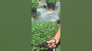 ngắt đọt lần cuối cho Cúc mâm xôi, #hoakiengbentre #cucmamxoi #garden #nhavuon