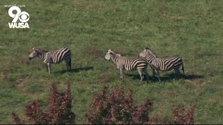 Can you have a Zebra as a pet in the DMV?