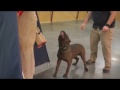 Cane Corso Cane Corso