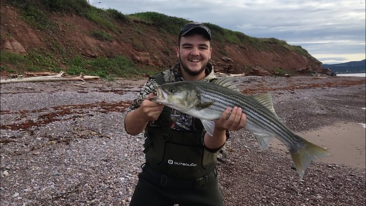 Pêche au Bar Rayé / Striped Bass fishing / Gaspésie 2019 YouTube Pêche au Bar Rayé / Striped Bass fishing / Gaspésie 2019 YouTube