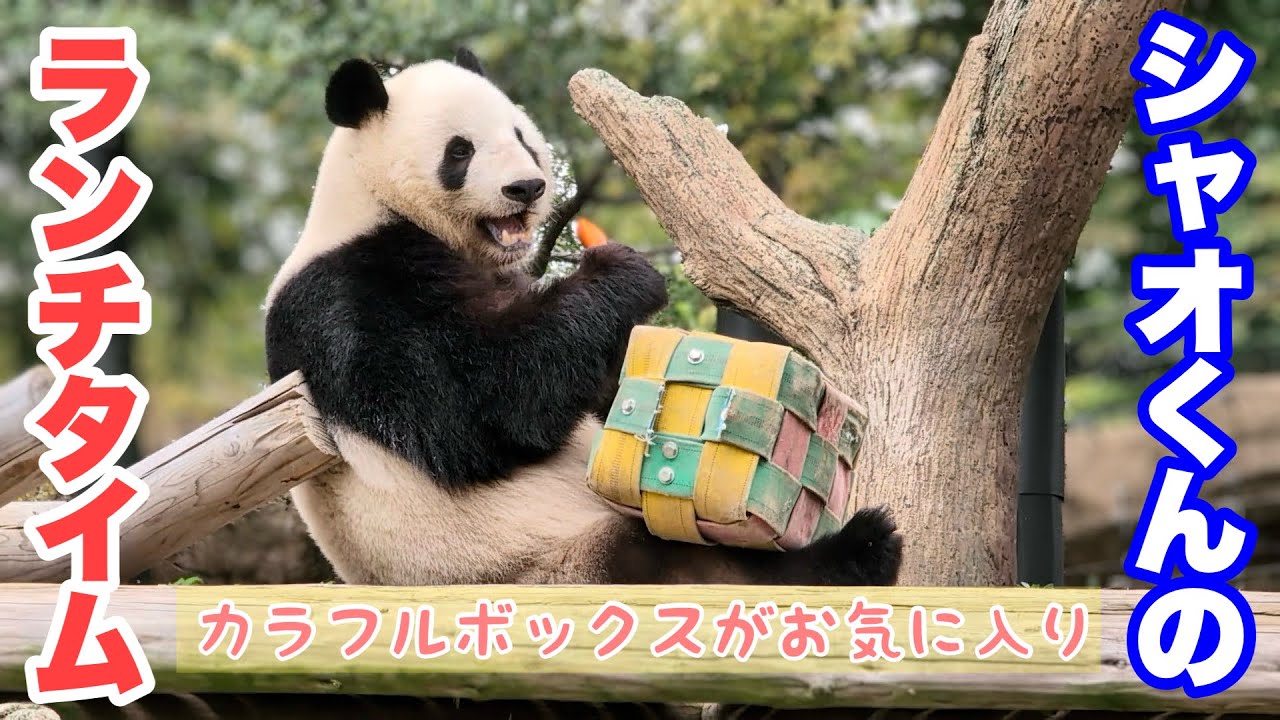 シャオくん、カラフルおやつボックスに差し込まれたニンジンをもぐもぐ シャオくん、カラフルおやつボックスに差し込まれたニンジンをもぐもぐ
