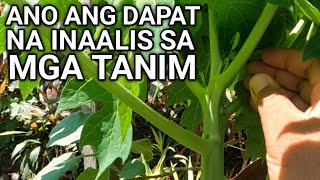 Paano mag PRUNING ng Kalamansi, Papaya, Okra, Talong, Pipino, Sili, Kamatis,  Pakwan Ampalaya atbp