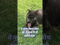 ये कुत्ता किया सोच रहा है काश मैं भी इंसान होता