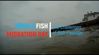 World Fish Migration Day: The Challenges of Fish Passage