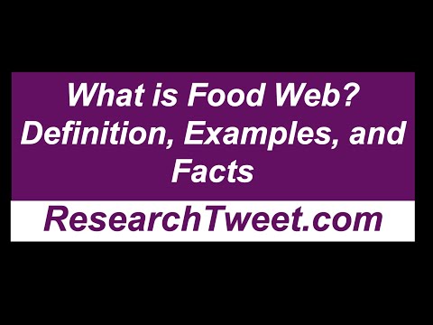 What is Food Web? Definition, Examples, and Facts