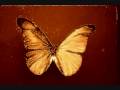 Tori Amos - Sleeps with butterflies