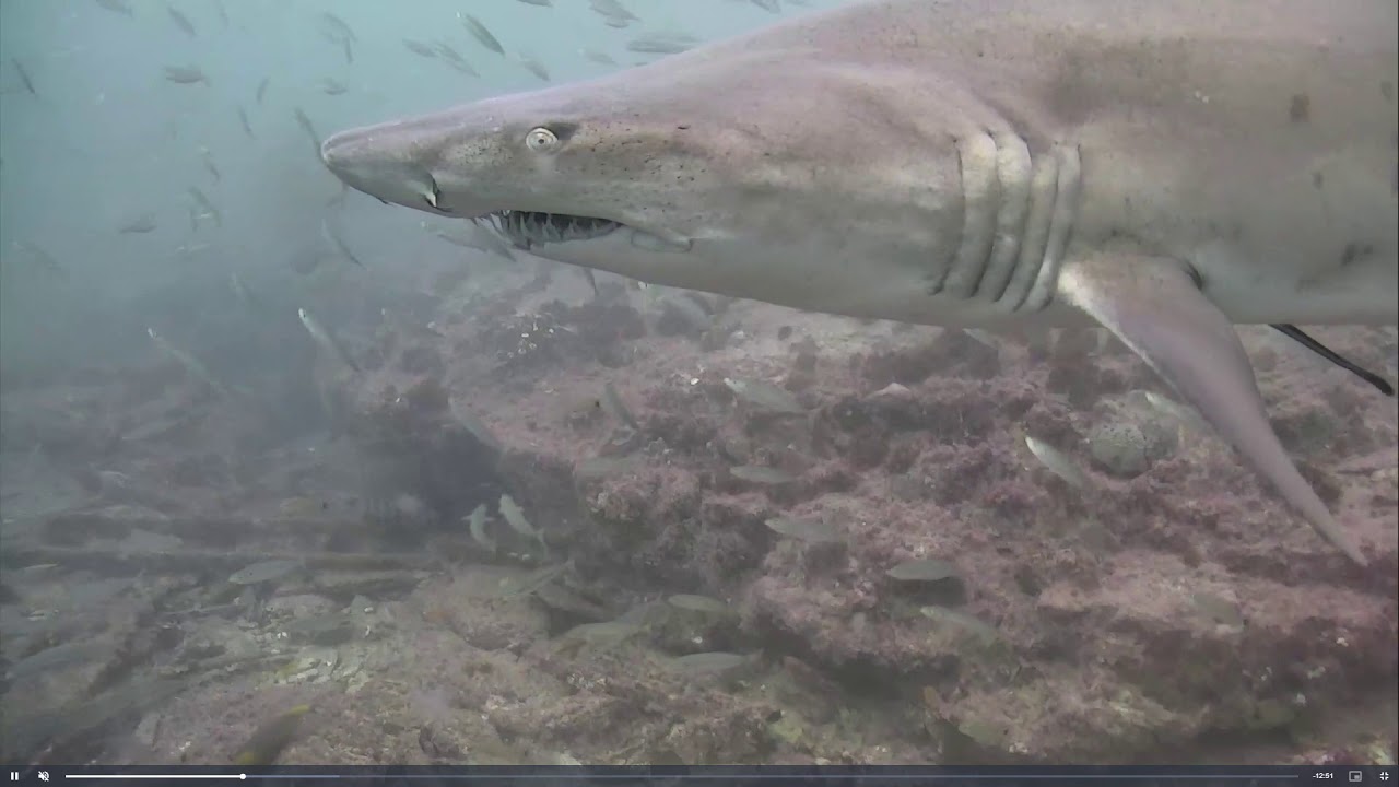 sand tiger shark Carcharias taurus 2020 12 21 1412EST ejb