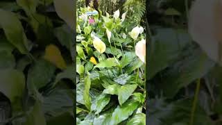 “White Lily: Nature’s Most Elegant Secret Weapon”