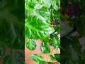#viral #homiris #tree #water #travel #rain #video #challenge #beautiful #home #garden #leaves