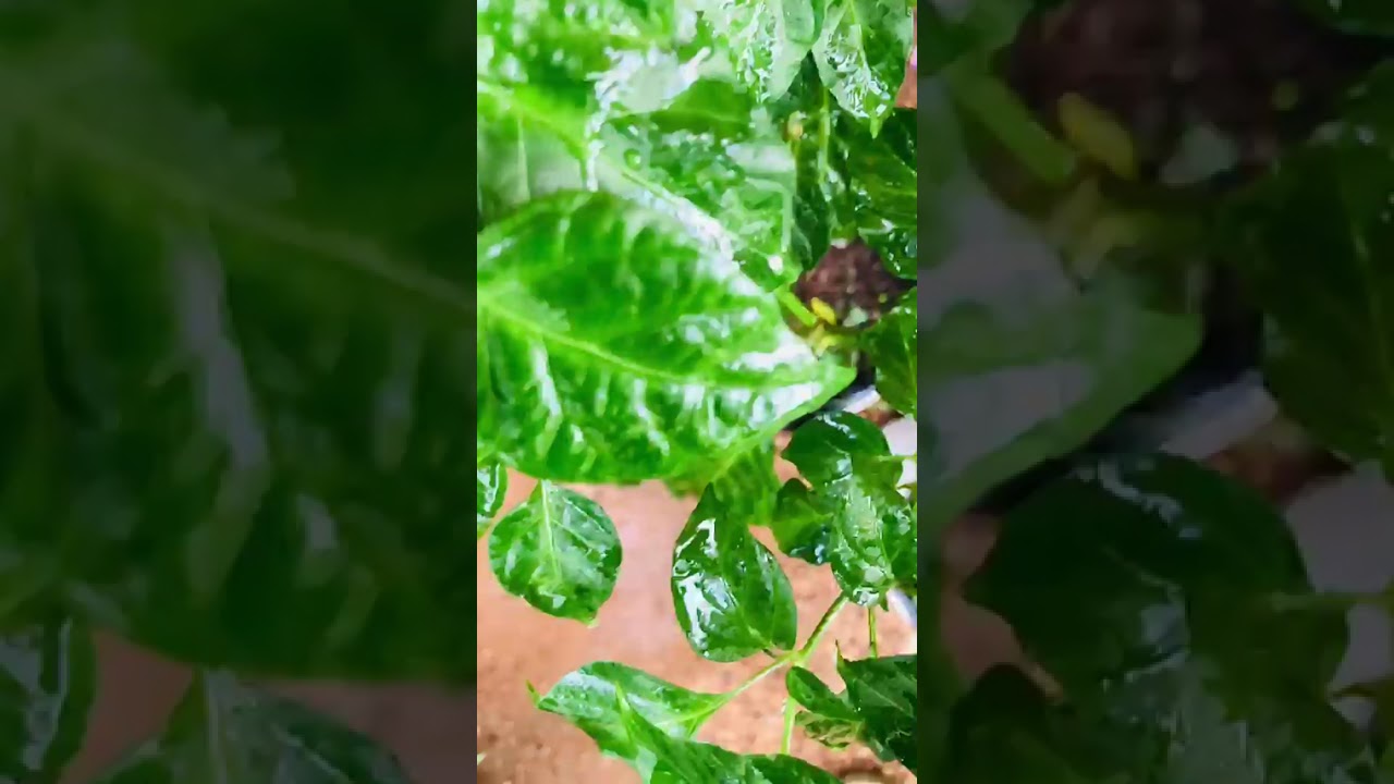 #viral #homiris #tree #water #travel #rain #video #challenge #beautiful #home #garden #leaves