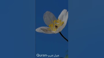 قرآن|قل لعبادي الذين امنوا يقيموا الصلاة|سورة ابراهيم الآية ٣١|#قرآن #قران_كريم #سورة_إبراهيم