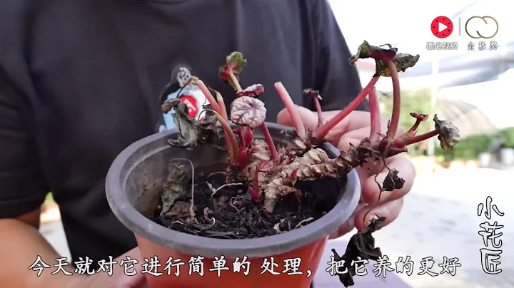 【小花匠】海棠烂根、烂叶不要扔，简单处理，1个月就可以再次爆盆 - 天天要闻