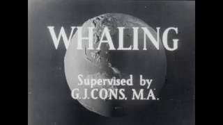 1940s whaling in the Antarctic