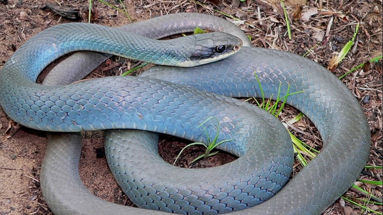 Про синюю змею. Балканский полоз (Coluber gemonensis). Coluber Constrictor Foxii. Куфия серая змея. Серо голубая змея.