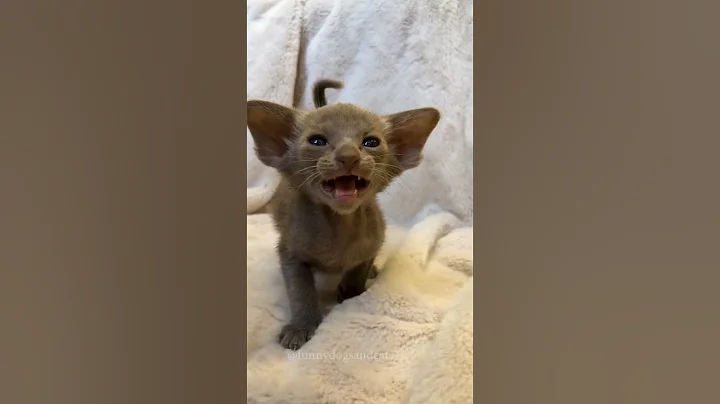 Watch the video about Funny animals. 😂😻😂 #shorts #funny #cat #dog #animals #pets #Funny video collection.