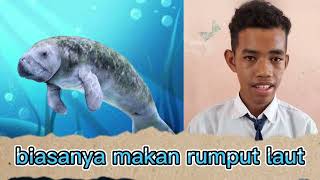Fakta Tentang Dugong atau Ikan Duyung
